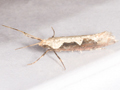 Rhigognostis incarnatella